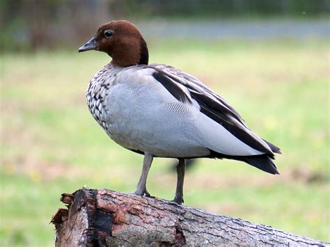 Australian Wood Duck New Zealand Birds Online