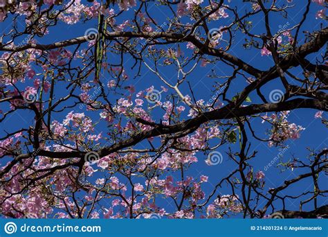 Pink Flowered Ipe With Blue Sky In The Background Stock Photo Image