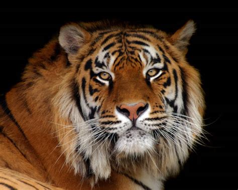 Tiger Black Background Stock Photos Pictures And Royalty