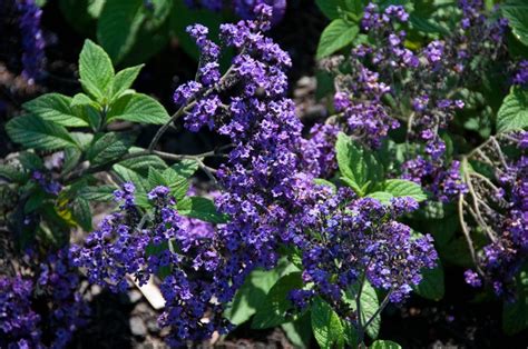The best place to plant hydrangeas is in a sheltered location with sunny mornings and shady afternoons. Heliotropium Arborescens 'Fragrant Delight' - ps (morning ...