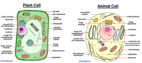 Help to organize cell division. Cell Structure- The Structure and Function of cell ...