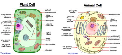 The roles of the organelles within the cells need to be introduced and relate structure and location of organelles to their function. Cell Structure- The Structure and Function of cell ...