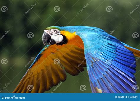 Parrot Flight Red Parrot In Rain Macaw Parrot Fly In Dark Green