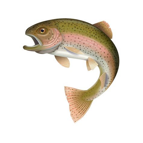 Check spelling or type a new query. Detailed vector illustration of a Rainbow Trout on Behance