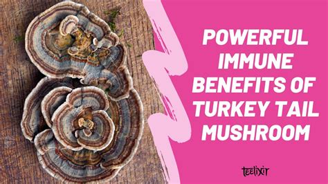 the powerful immunity benefits of turkey tail mushroom youtube