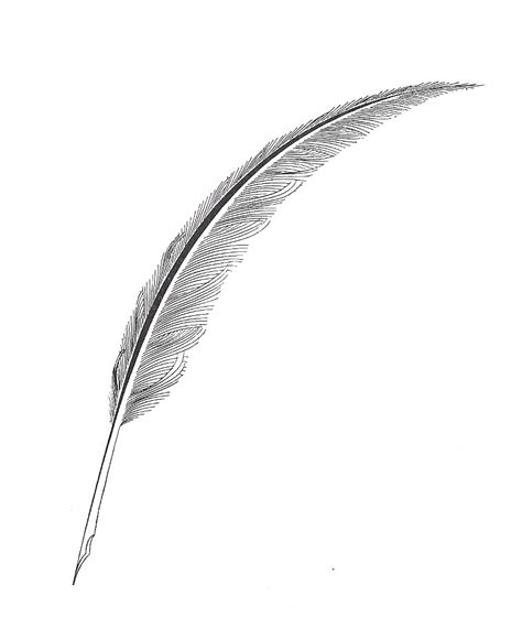 Free White Quill Cliparts Download Free White Quill Cliparts Png