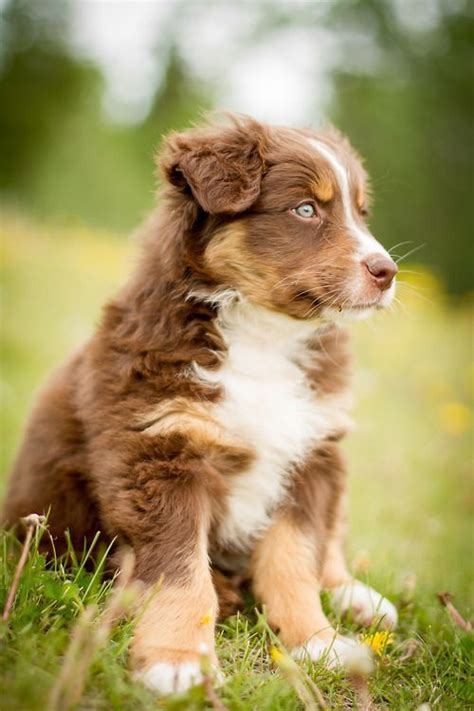 Red Tricolor Australian Shepherd Puppy Aussie