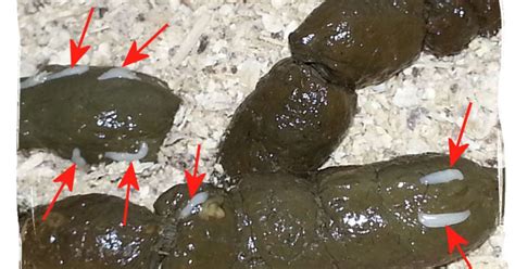 48 Top Photos Cat Has Worms Look Like Rice : Cat Treatment for