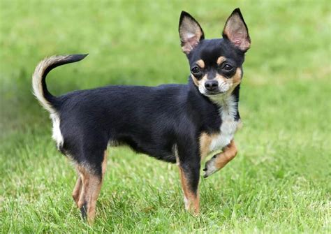 12 Most Expensive Small Dogs In The World