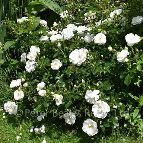 White Flower Carpet Procumbent Rose Peter Beales Roses The World