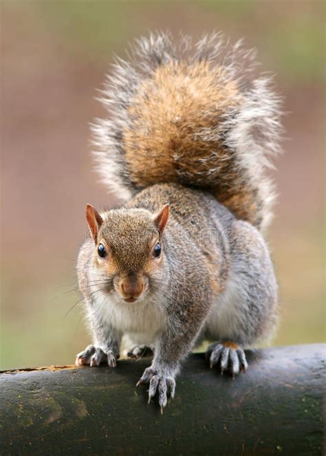 We did not find results for: Amerikanisches Graues Eichhörnchen Stockbild - Bild von ...