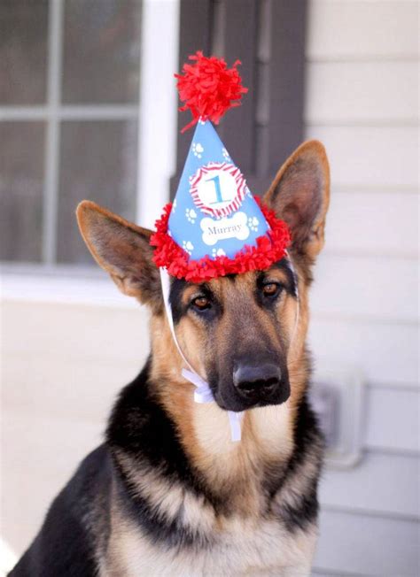 35 Perfect Birthday Hat Ideas For Your Kids And Pets Diy Crafts
