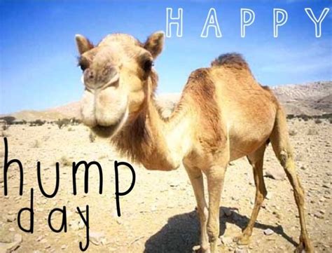 Before providing the answer, i would like to ask you a question? Happy Hump Day quotes quote days of the week wednesday ...