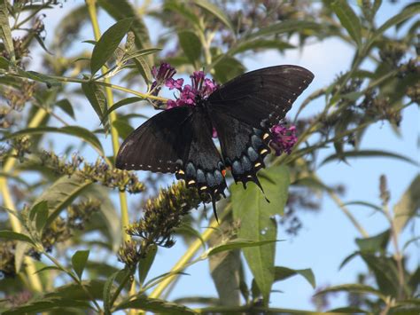 Butterfly on...a butterfly bush! Love these, they attract hummingbirds too. | How to attract ...