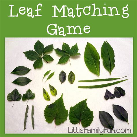 In this video we try out garcia vega game mango natural leaf cigars.i will roll one up and try it out and let you know how it is for educational. Leaf Matching Game