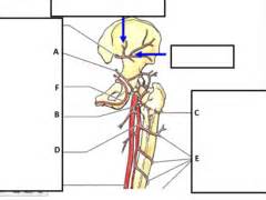 Gluteal Region Flashcards Quizlet