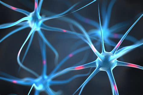 The nervous system that includes nerves coming off the brain a… part of the brain that regulates reasoning, analysis, daydream… Nervous System: what is it, functions, areas and diseases