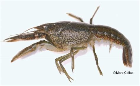 Premier Signalement De LÉcrevisse Marbrée Procambarus Virginalis En
