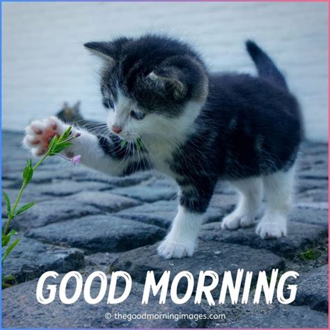 Cute Good Morning Kitten Images Wallpaper And Pictures Good Morning Good
