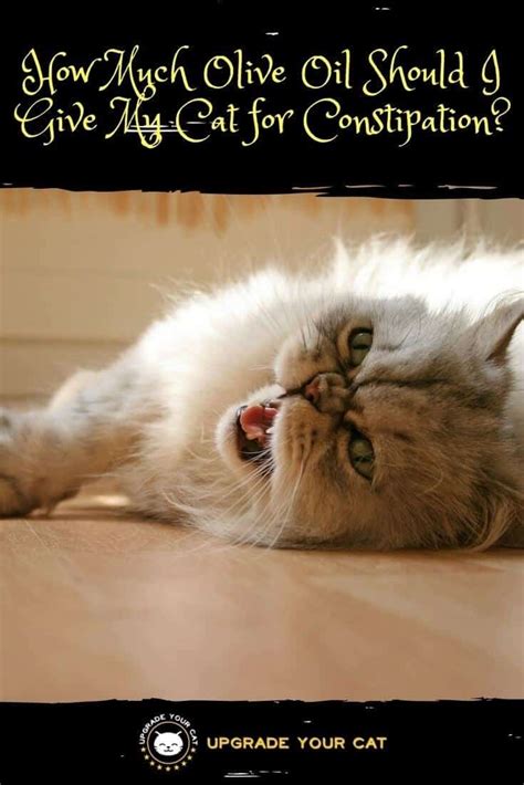 As the aspca pointed out, in their concentrated form (100%), essential oils can absolutely be a danger for pets. How Much Olive Oil Should I Give My Cat for Constipation ...
