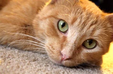 Hyperthyroidism One Of The Most Common Cat Diseases