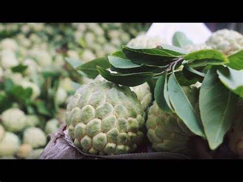 Đồng thời, qua nghiên cứu thực tế, apple đánh giá cao tiềm năng tại tỉnh bắc giang đây là một trong số các cơ sở tại việt nam được apple hỗ trợ tài chính để mở rộng dây chuyền lắp ráp airpods vào tháng 12/2019. Viet Nam News - Custard apple, a specialty of Bac Giang ...