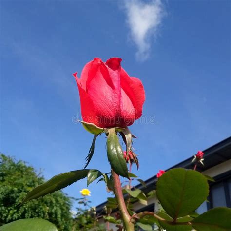 Red Rose In Sky Stock Photo Image Of Wildflower Pink 260037910