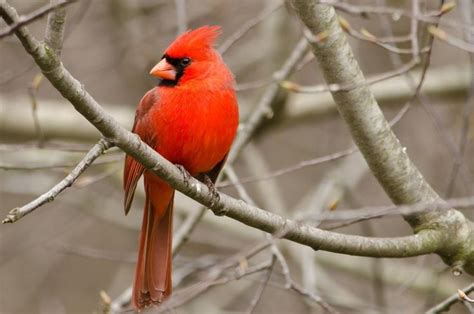 The Northern Cardinal Bird Is A Songbird Sing Variety Of Different
