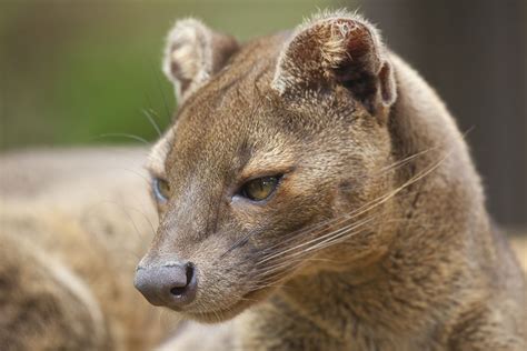 Resultado De Imagen Para Fossa Baby Animals Cute Baby Animals Big Cats