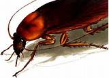 Images of Cockroach Dream Meaning