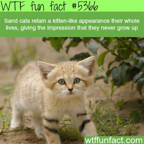 These fun facts about cats will have everyone talking at your next dinner party! : Sand cats look like kittens their whole life - WTF fun ...