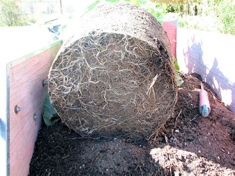 Many roses are grafted onto a different rootstock. Planting Grafted Container Roses in Cold Climates