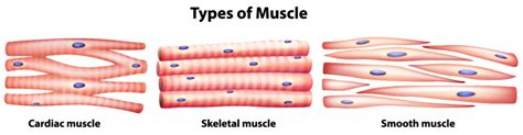 3 Types Of Muscle Tissue Under Microscope Micropedia