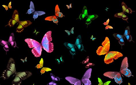 Images Wallpaper Blue Butterfly Black Background Insight From Leticia