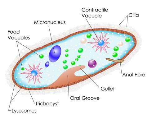 Examples Of Protists