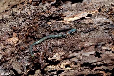 Blue Worm In The Amazon