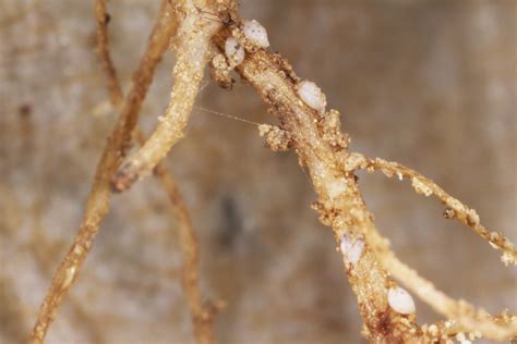 Introduction To Plant Parasitic Nematodes 2 What Are Plant Parasitic