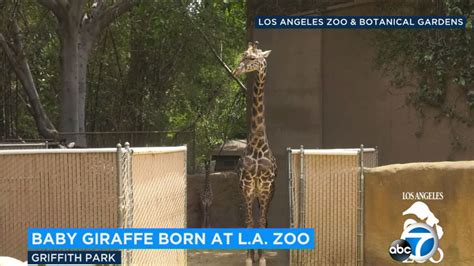 La Zoo Unveils Newest Baby Giraffe On World Giraffe Day Abc7 Los Angeles