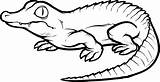 Crocodile Coloring Animal sketch template