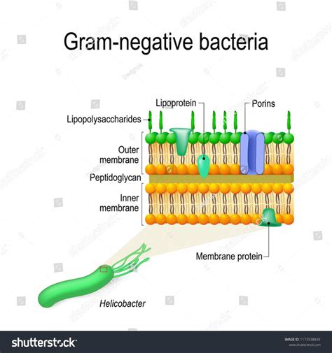 Cell Wall Structure Of Gram Negative Bacteria For Example Helicobacter