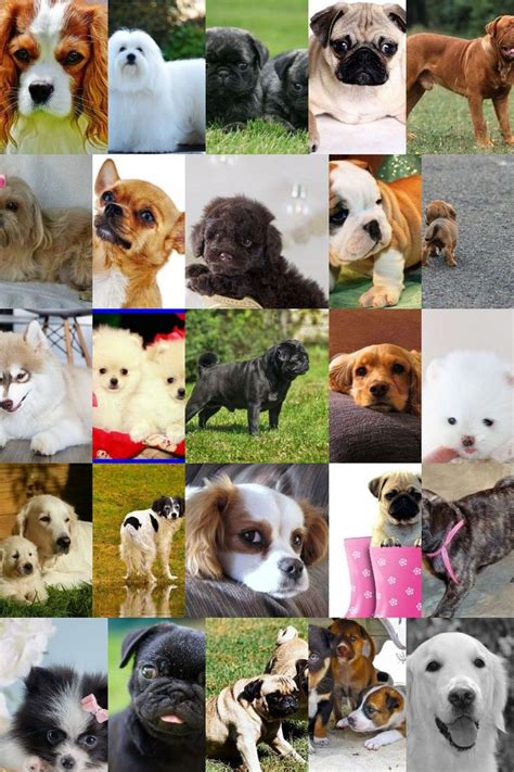 Consider On Low Maintenance Dog Breeds | Low maintenance ...