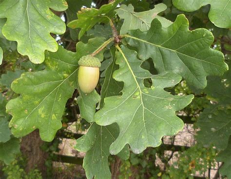 Vizcayado Quercus CantÁbricos Quercus Robur