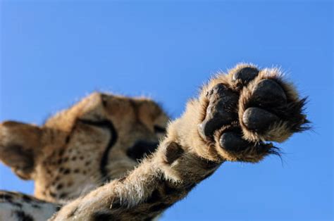 Cheetah Claws Stock Photos Pictures And Royalty Free Images Istock