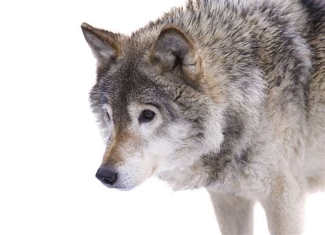 Species Profile The Gray Wolf We Love Wolves Blog