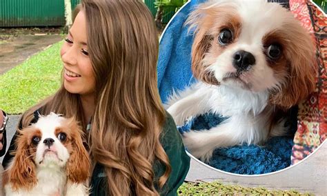 Bindi Irwin's VERY cute dog Piggy becomes a viral sensation