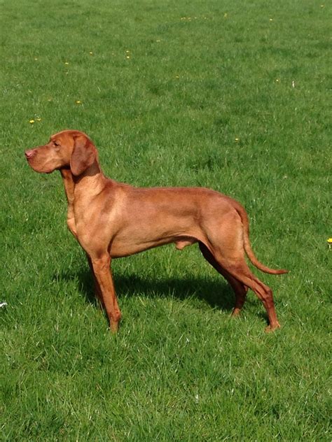 Established in 1968, we are recognised by the kennel club as one of two official breed sites. Hungarian vizsla stud dog | Frome, Somerset | Pets4Homes