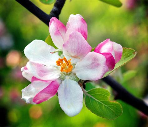 Free Images Tree Nature Branch Blossom Petal Bloom Spring