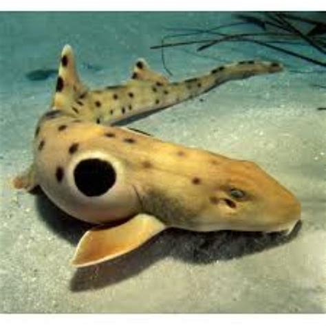 Epaulette Shark Information And Picture Sea Animals