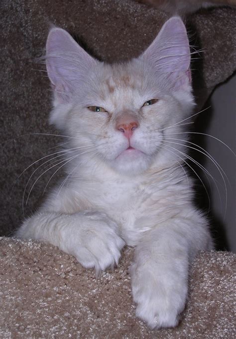 If you are interested in large cat breeds, look into. At Last Cats - Maine Coon Cats - Maine Coon Cat Breeder ...
