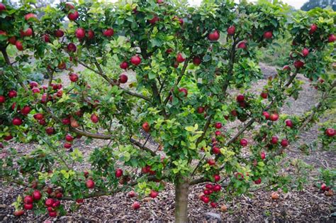 Many trees need a different cultivar in close proximity to pollinate fruit through a process called cross pollination. Les arbres fruitiers en espalier
